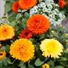 カレンジュラ（金せん花） シトラス ミックス