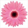 ガーベラ マジョレッテ ピンクハロー（ver.2）