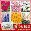 花の種福袋 切り花セット