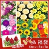 花の種福袋 花壇・鉢植えセット