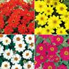 連結パック苗 6月お届け ジニア（百日草） プロフュージョン 一重咲き 4種セット