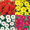 セルトップ(R)苗 6月お届け ジニア（百日草） プロフュージョン 一重咲き 4種セット
