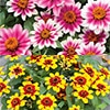 連結パック苗 6月お届け ジニア（百日草） プロフュージョン バイカラー 2種セット