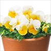 パンジー よく咲くスミレ レモネード