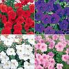 セルトップ(R)苗 5月お届け ペチュニア クリーピア(R) 4種セット