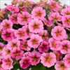 ペチュニア ビューティカル（R）サンレイピンク