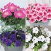 連結パック苗 6月お届け ペチュニア よく咲くペチュニア バカラiQ 4種セット