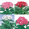 セルトップ(R)苗 5月お届け ペンタス グラフィティー 4種セット