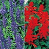 セルトップ(R)苗 5月お届け サルビア レッド&ブルー 2種セット