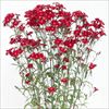 春待ち（R）苗 ダイアンサス レッド
