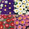 セルトップ(R)苗 4月お届け アスター 松本 4種セット