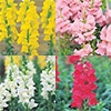 春待ち（R）苗 キンギョソウ ソネット 4種セット