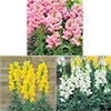春待ち(R)苗 キンギョソウ ソネット カラフルAセット