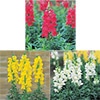 春待ち(R)苗 キンギョソウ ソネット カラフルCセット