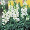 春待ち（R）苗 キンギョソウ ソネット ホワイト