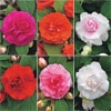 バラ咲きインパチェンス カリフォルニアローズ  フィエスタ（R）＋Plus 6種セット