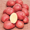 ジャガイモ アンデス赤 タネイモ