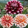 ダリア バイカラーセット