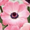 アネモネ ミストラル ピンク
