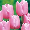 チューリップ 桃色種