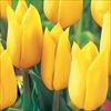 チューリップ 黄色種