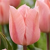 チューリップ 一重咲き アプリコットビューティー