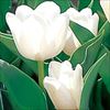 チューリップ 白色種