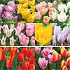 チューリップ スペシャルミックス 50品種