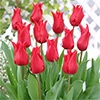 チューリップ ユリ咲き プリティーウーマン