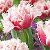 カラーパレット(R) チューリップ フリンジ咲き クイーンズランド