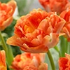チューリップ 八重咲き チャーミングビューティ