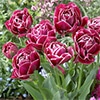 チューリップ 八重咲き ドリームタッチ