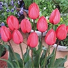 国産球チューリップ 超特大球一重咲き レッドインプレッション