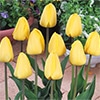 国産球チューリップ 超特大球一重咲き ゴールデンオックスフォード