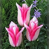 国産球チューリップ ユリ咲き スプリングファンタジー