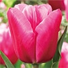 チューリップ 一重咲き ジャンボピンク