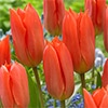 チューリップ 一重咲き オレンジブリリアント