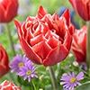カラーパレット(R) チューリップ 八重咲き チャンピオンシップ