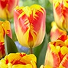 チューリップ 一重咲き バンジャルーカ