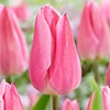 チューリップ 一重咲き クリスマスドリーム
