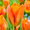 チューリップ 一重咲き オレンジエンペラー