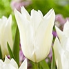チューリップ ユリ咲き ホワイトトライアンファーター