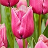 チューリップ 一重咲き ルーブル