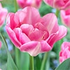 チューリップ 八重咲き アップスター