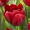 チューリップ 八重咲き スカーレットベロナ