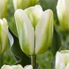 カラーパレット(R) チューリップ 一重咲き グリーンスピリット