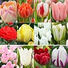 チューリップ スペシャルミックス  20品種