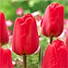 カラーパレット(R) チューリップ 一重咲き アペルドーン