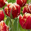 チューリップ パーロット咲き ディージェイパーロット