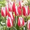 チューリップ 一重咲き キャンディーアップルデライト